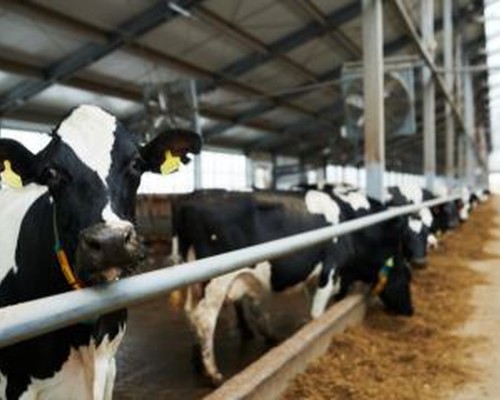 Cemig terá que indenizar pecuarista em quase R$ 70 mil após prejuízos por falta de energia