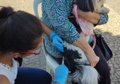 Penúltimo mutirão de vacinação antirrábica acontece neste sábado em Patos de Minas; veja locais