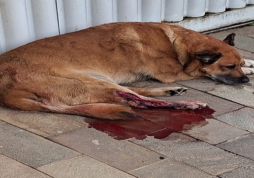 Motorista é indiciado pela polícia por atropelar cachorro e não prestar socorro em Araxá