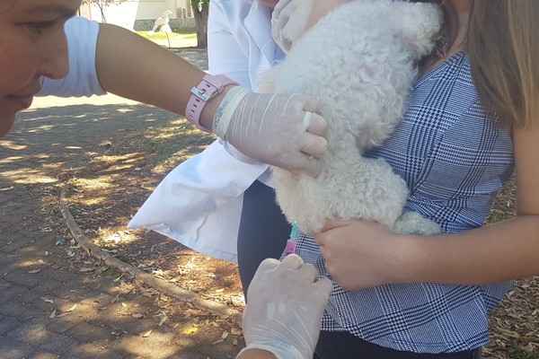 Cães e gatos voltarão a ser vacinados contra a raiva no próximo mês em Patos de Minas