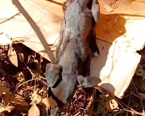 Cãezinhos são abandonados em caixa de papelão na beira da estrada e só um é resgatado com vida