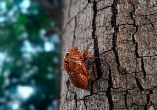 Cigarras tomam conta de Patos de Minas com cantoria estridente; saiba por que isso acontece