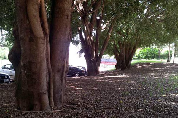 Codema pede a retirada de árvores gigantescas na entrada do Parque do Mocambo