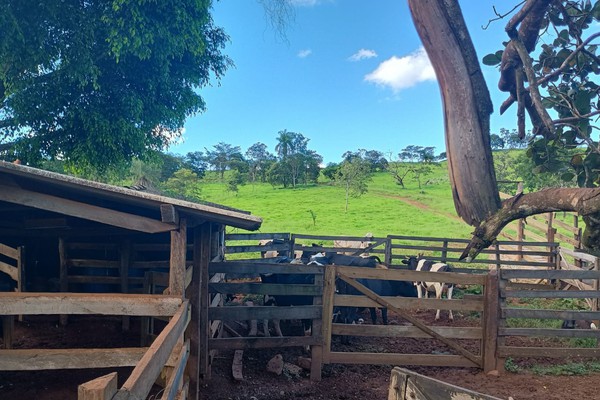 Polícia Militar impede furto de gado e prende 4 homens em Patrocínio e Patos de Minas