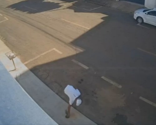 Vândalo é flagrado por câmera de segurança arrancando muda de árvore e jogando-a no lixo