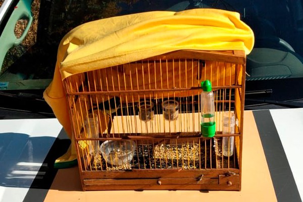 Operação da PM Rodoviária e de Meio Ambiente flagra transporte clandestino e apreende pássaro