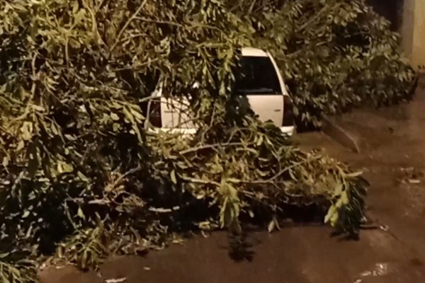 Temporal derruba árvores em Patos de Minas e causa estragos na região