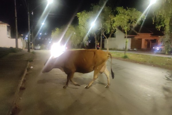 Vacas passeiam tranquilamente em meio aos carros em movimentada via de Patos de Minas