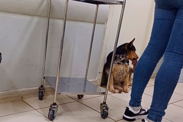 Pacientes questionam permanência de cachorro em sala de medicação da UPA de Patos de Minas