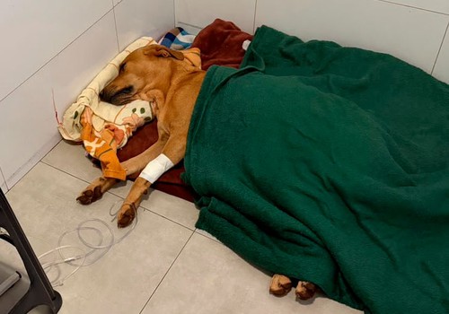 Moradores se revoltam após cão comunitário ser atropelado por caminhonete em Patos de Minas