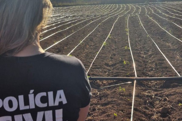 Polícia Civil descobre estrutura avançada de plantio de maconha em Unaí
