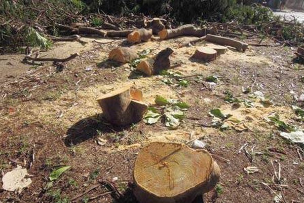 Corte de árvores em praça do bairro Bela Vista gera revolta entre os moradores