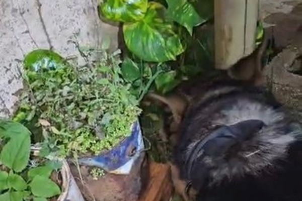 PM desmonta ponto de tráfico com apoio do GPCães e prende quatro pessoas em Rio Paranaíba