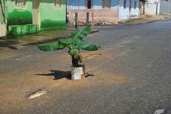 Morador revoltado planta bananeira em buraco no asfalto e pede melhorias em ruas de Presidente Olegário