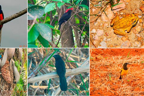 Biólogos da Água e Terra identificam quase 250 espécies de animais nativos do Cerrado