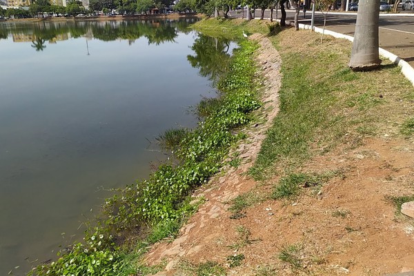 Plantas aquáticas brotam nas águas da Lagoa Grande e preocupam ambientalistas