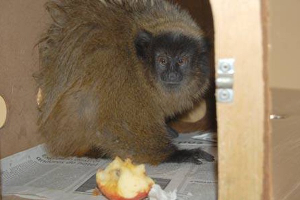 Macaco capturado em salão de festa na av. JK é levado para Reserva ambiental