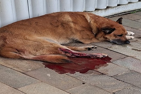 Motorista é indiciado pela polícia por atropelar cachorro e não prestar socorro em Araxá