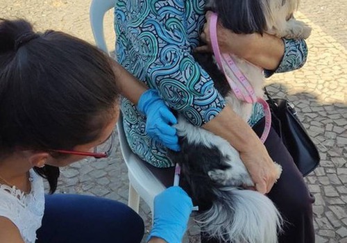 Último mutirão de vacinação antirrábica acontece neste sábado em Patos de Minas; veja os locais