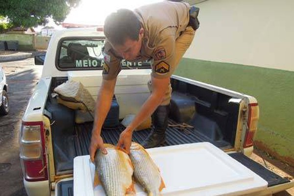 Peixes apreendidos pela PM de Meio Ambiente reforçam a alimentação de idoso