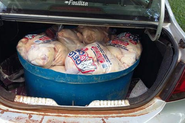 PRF flagra dezenas de frangos sendo transportados no porta-malas de carro