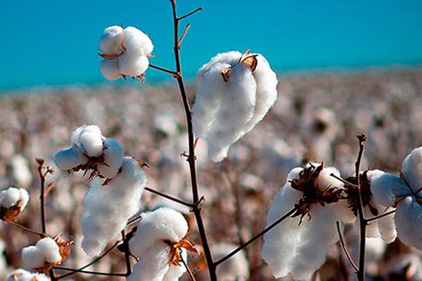 Assinatura de acordo em Uberlância beneficia a cadeia produtiva do algodão no estado