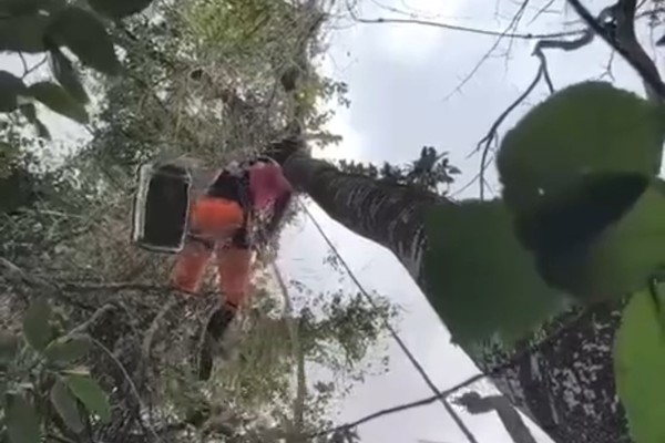 Bombeiro escala árvore gigante para resgatar gatinho que subiu e não conseguia descer