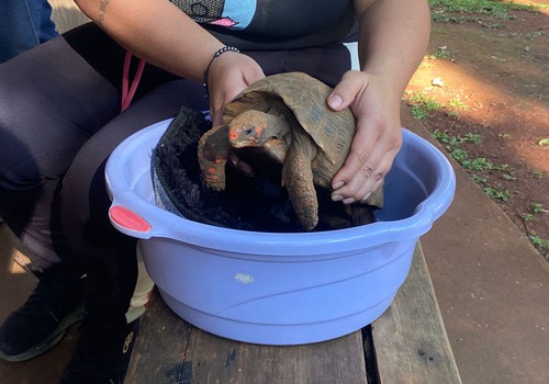 Donos de animais silvestres irregulares podem fazer entrega voluntária sem sofrer penalidades em Patos de Minas