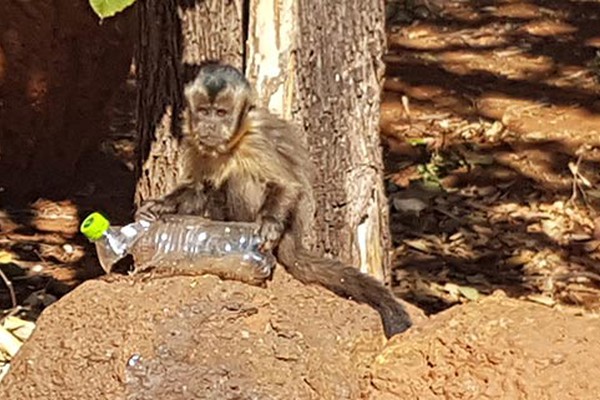 Família de macacos-prego pede socorro em meio à devastação da Mata do Catingueiro