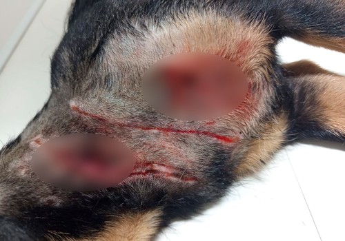 Mulher luta com pitbull que ficou solto durante ação policial para salvar cãozinho de estimação