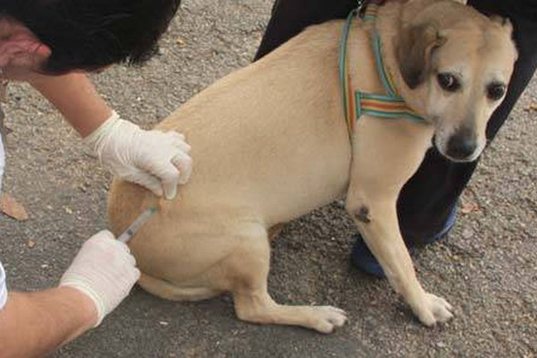 Campanha de imunização de cães e gatos contra a raiva começa hoje na zona rural
