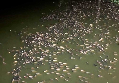 Moradores denunciam mortandade de peixes em lagoa poluída, em Varjão de Minas