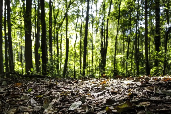 Produção florestal no país alcança recorde de R$ 47,9 bilhões em 2025