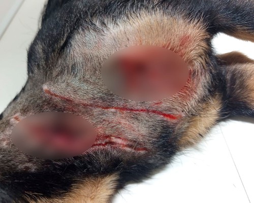 Mulher luta com pitbull que ficou solto durante ação policial para salvar cãozinho de estimação