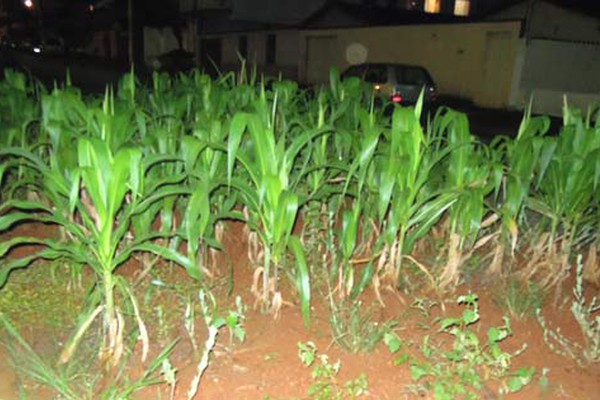 Moradores fazem plantação de milho em canteiro central em protesto por melhorias