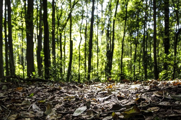 Produção florestal do país cresce 16,7% e chega a R$ 44,3 bi em 2024