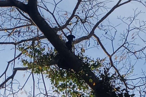 Câozinho é salvo pelos bombeiros ao escalar árvore de 10 metros e não conseguir descer