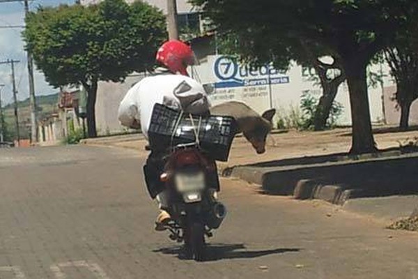 Motociclista passa trabalho ao transportar um porco na garupa do veículo