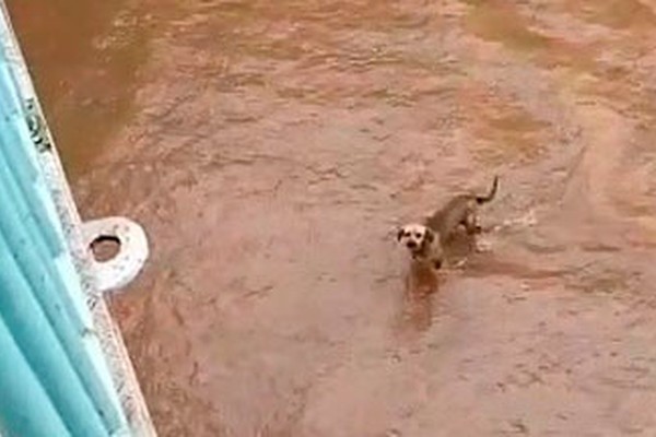 Cãozinho pula e rola de felicidade ao ser resgatado do Córrego do Monjolo por voluntários