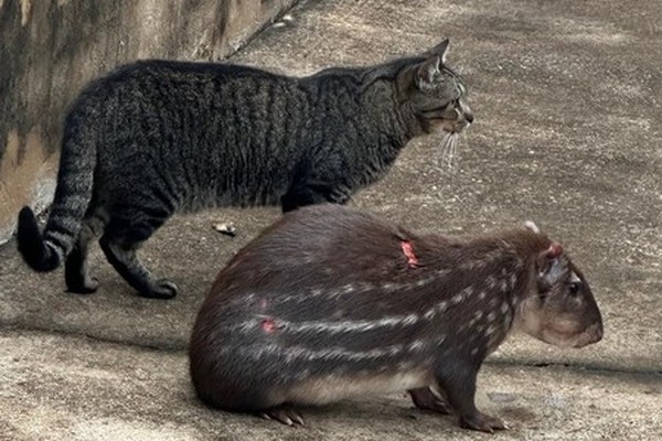Bombeiros resgatam paca com sinais de ataques de cães, em Patos de Minas