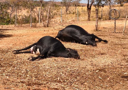 Polícia Civil investiga morte de cinco bovinos com suspeita de envenenamento em Presidente Olegário