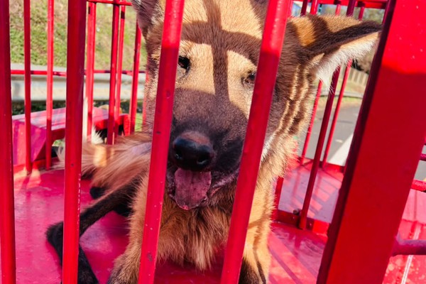 Bombeiros resgatam lobo-guará debilitado às margens da BR-464, em Sacramento