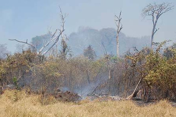 Mata do Catingueiro volta a arder em chamas matando árvores, aves e animais