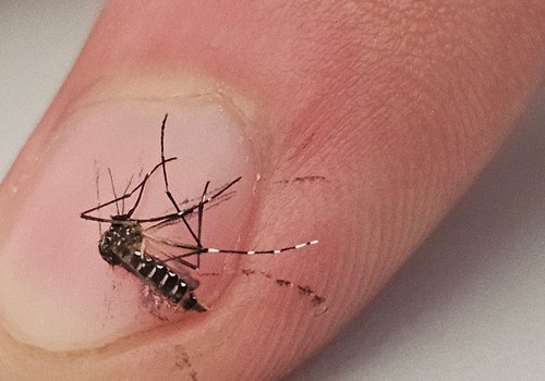 Levantamento aponta queda na infestação do Aedes Aegypti, mas índice ainda requer cuidados