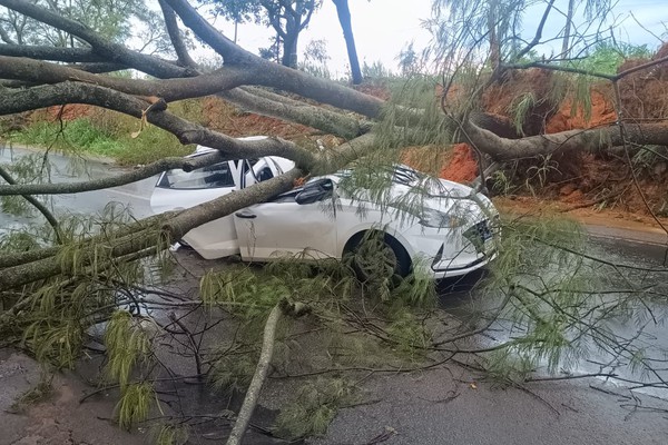 Carro de família que viajava pela MG 230 é atingido violentamente por árvore e motorista fica ferido