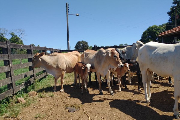 Polícia Civil recupera 25 animais bovinos que foram furtados de fazenda em João Pinheiro