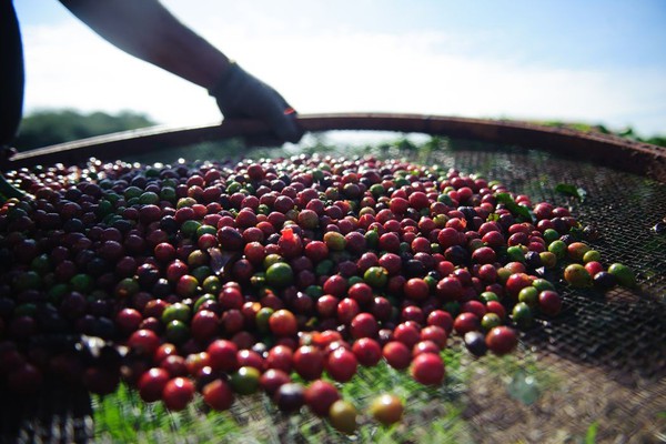 Preço do café deve aumentar em até 40%, prevê Abic