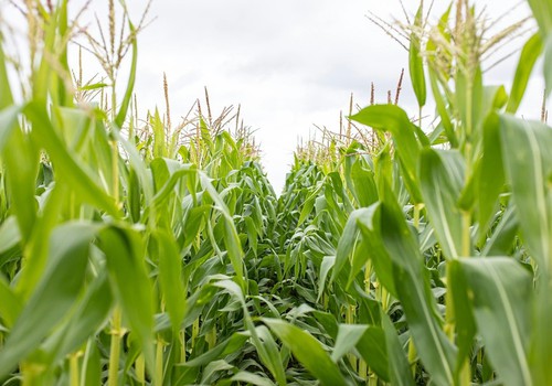 Agricultores serão indenizados em mais de R$ 2 milhões por receberem sementes suscetíveis a praga