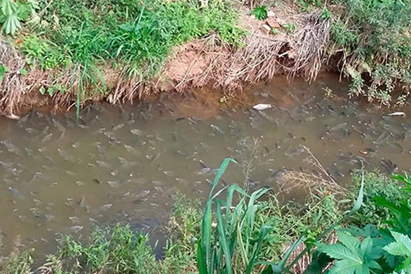Vazamento de esgoto causou morte de peixes em lago e córrego na cidade de João Pinheiro