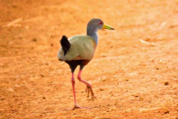 Livro digital mostra aves do Sertãozinho e revela a riqueza da fauna nativa de Patos de Minas